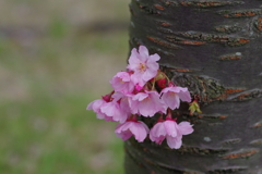 陽光桜