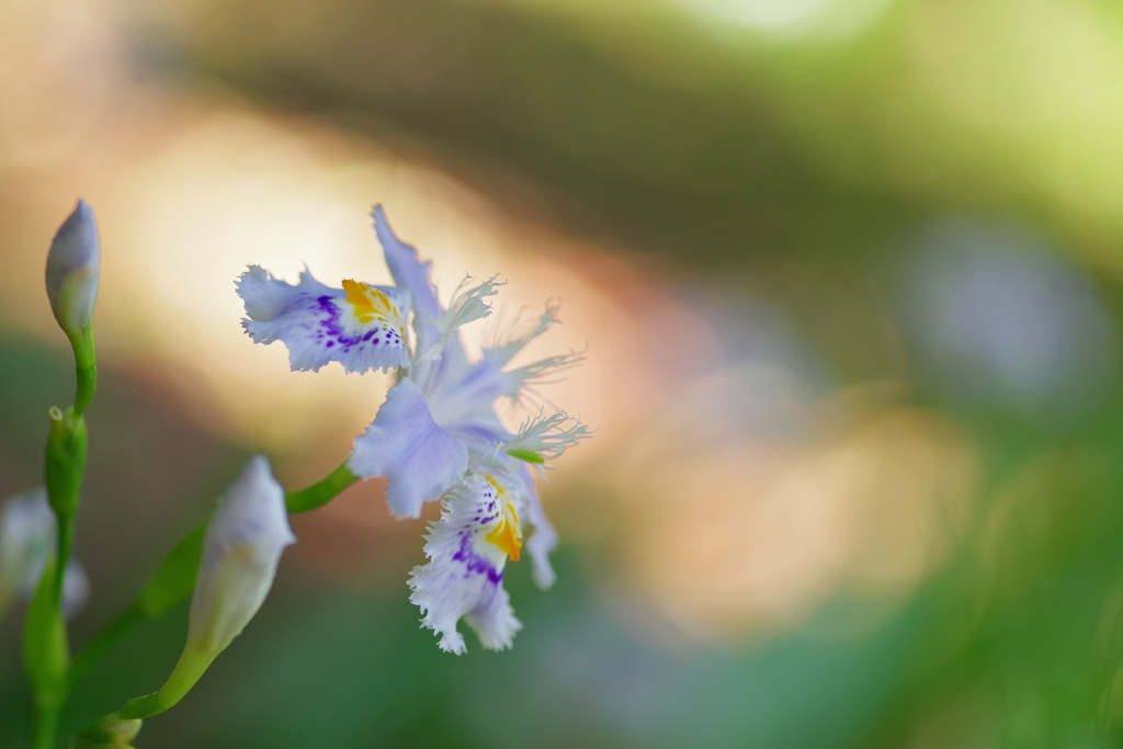 胡蝶花