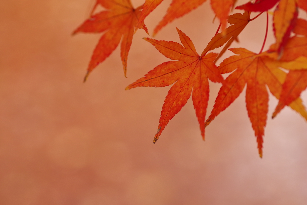 薄紅に染まる