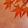 薄紅に染まる
