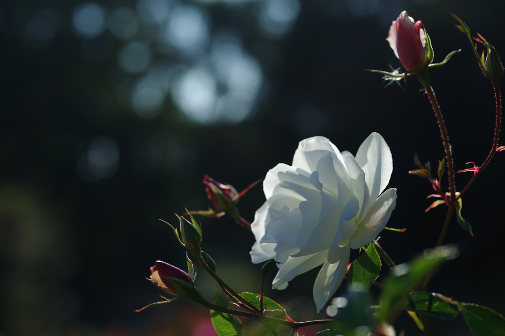 White Rose