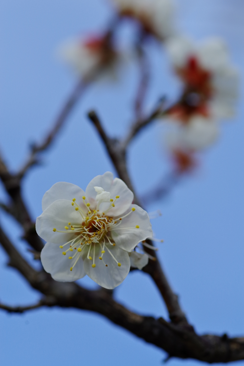 白梅