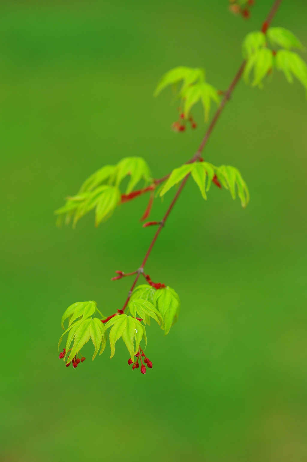 若葉の芽吹き