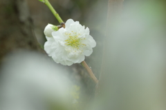 桃一輪