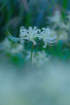 白花曼珠沙華