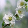 花桃