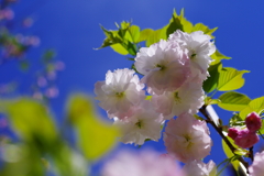 青空と普賢像桜