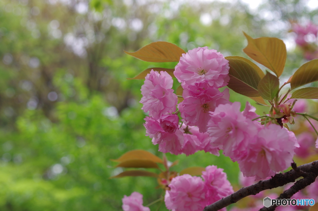 悦び