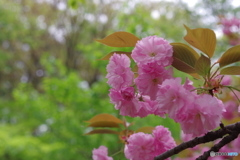 悦び