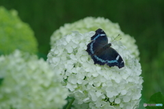 紫陽花Ⅹ