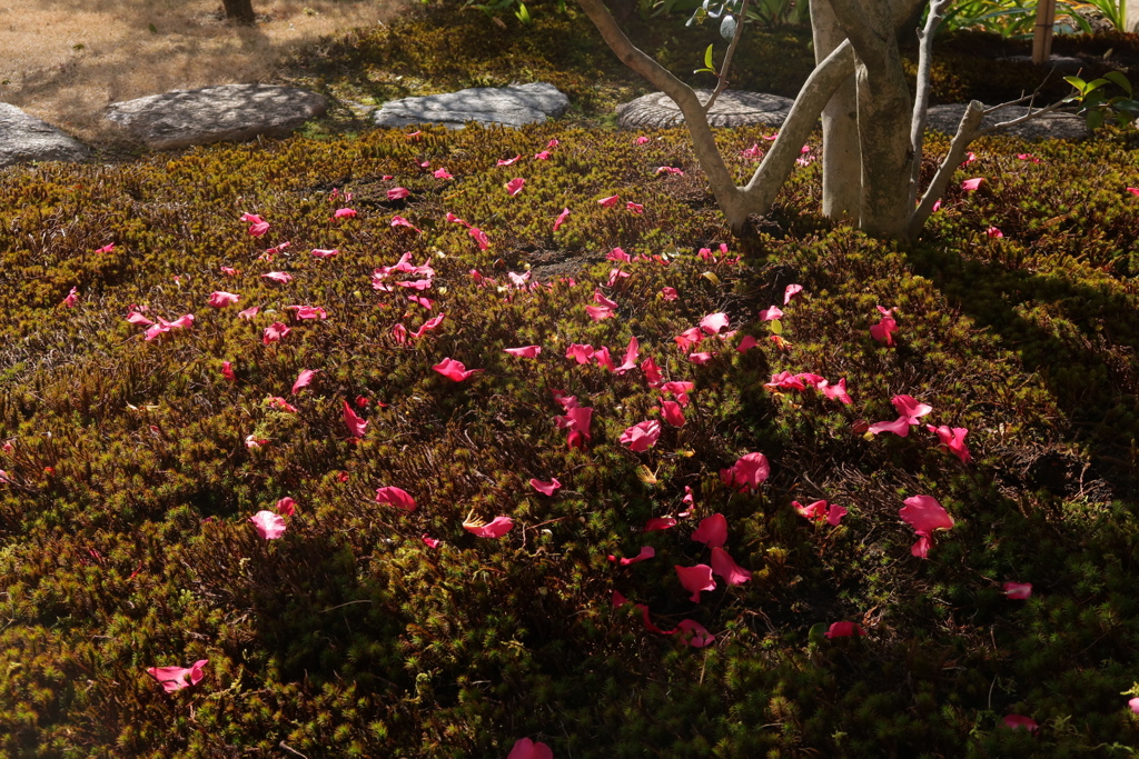 山茶花散る