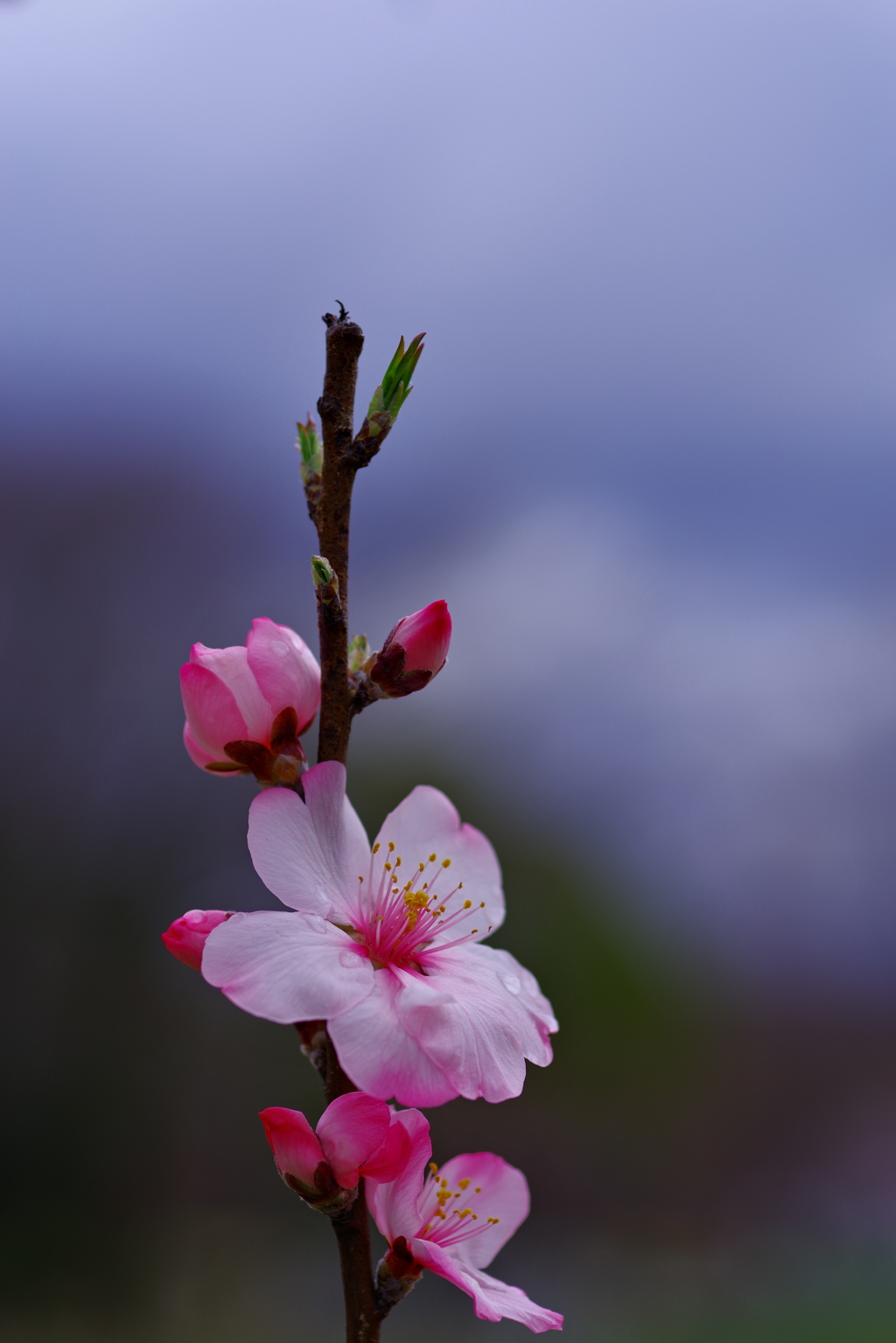 アーモンドの花