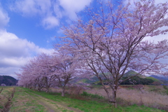 里山の春景色