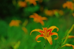 野萱草
