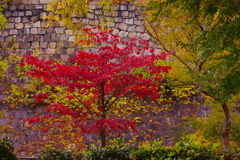 石垣に紅葉