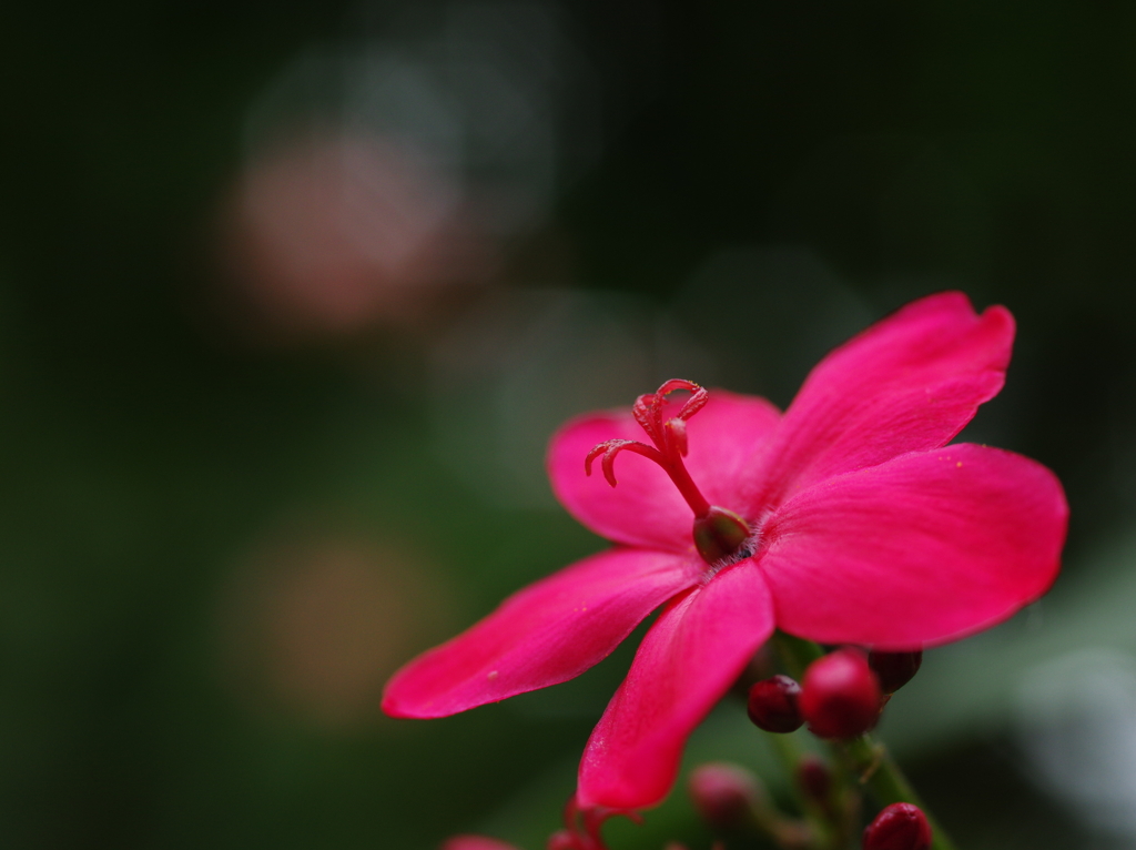 提琴桜