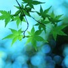 青モミジ