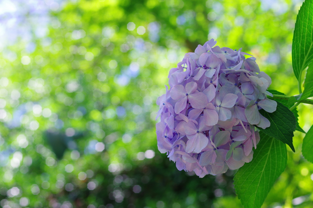木陰の紫陽花