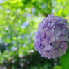 木陰の紫陽花