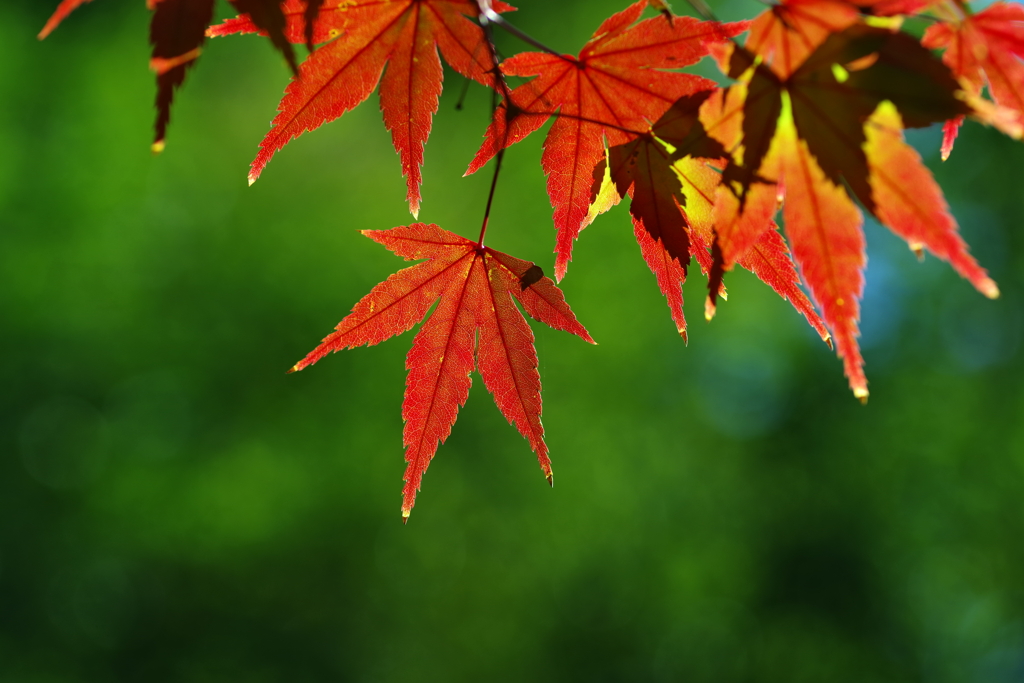 緑陰の紅葉