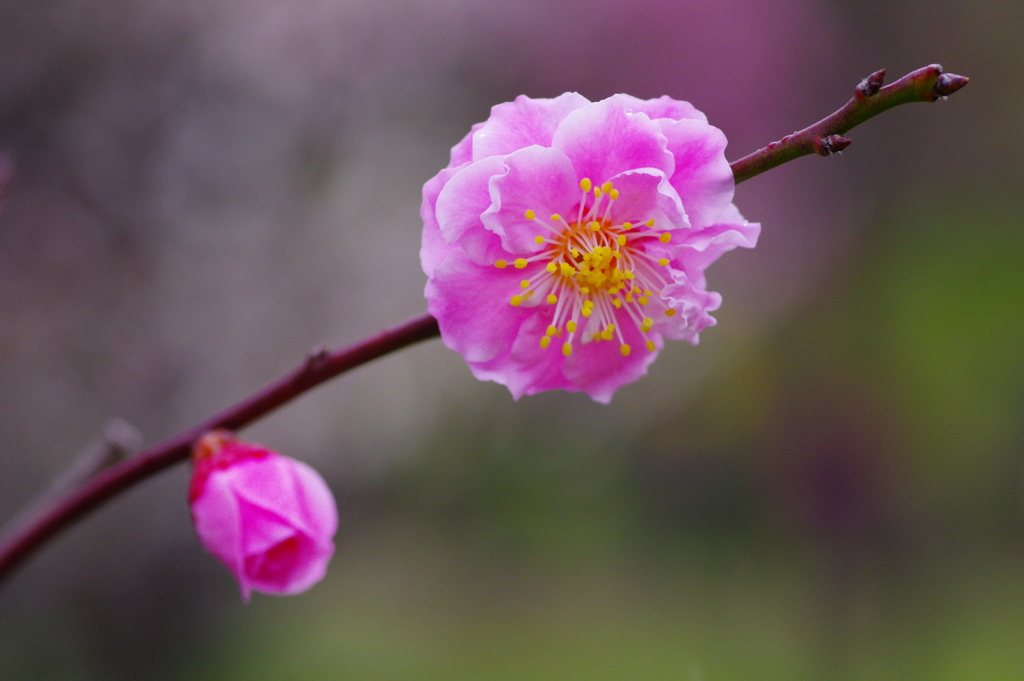 紅梅－武蔵野－