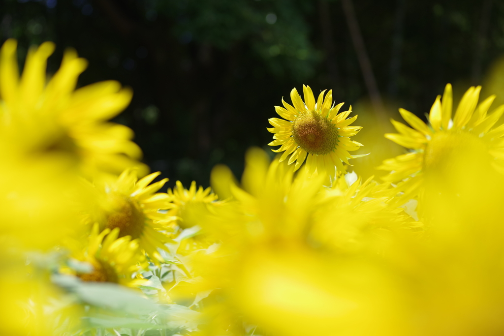 夏の彩り