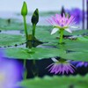 熱帯スイレン