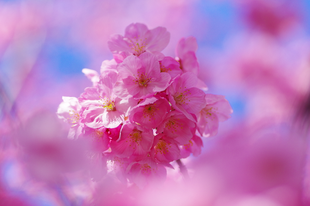 陽光桜