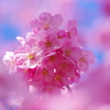 陽光桜