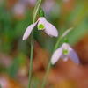 スノードロップ