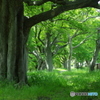 緑陰深く
