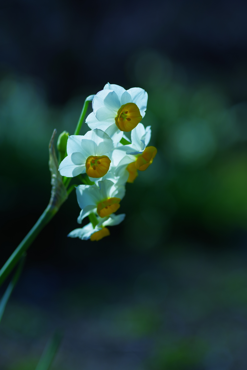 花灯り