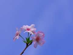 秋に桜も良いね(^-^)