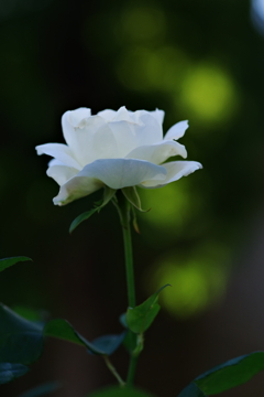 木陰の白薔薇