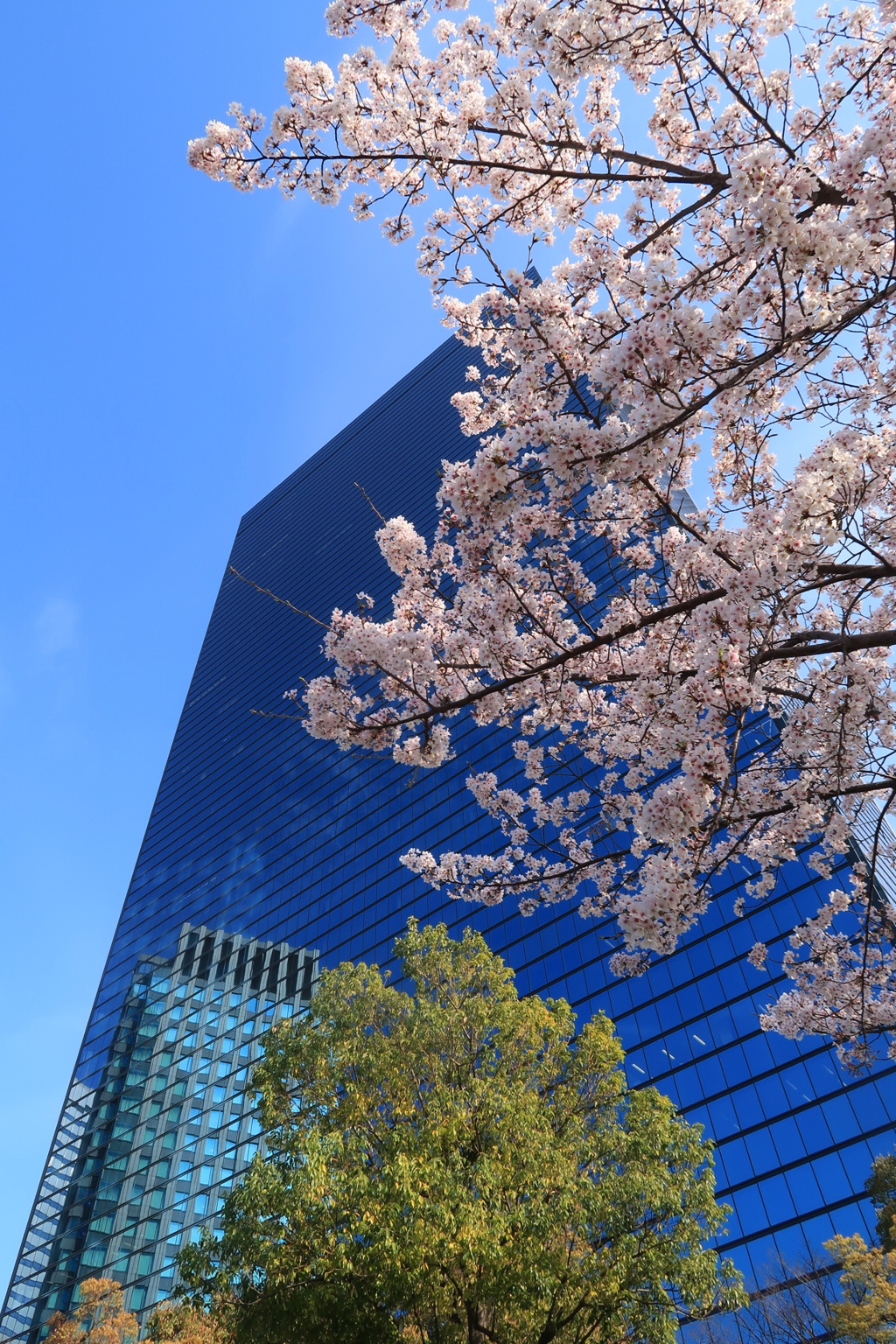 クリスタルタワーに桜