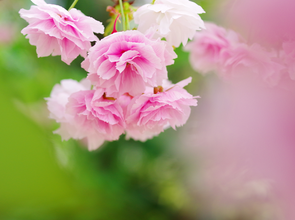 八重桜