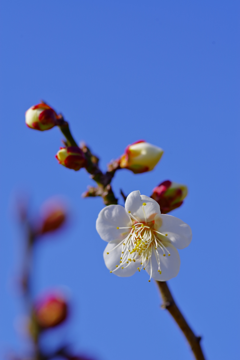 青空に白梅