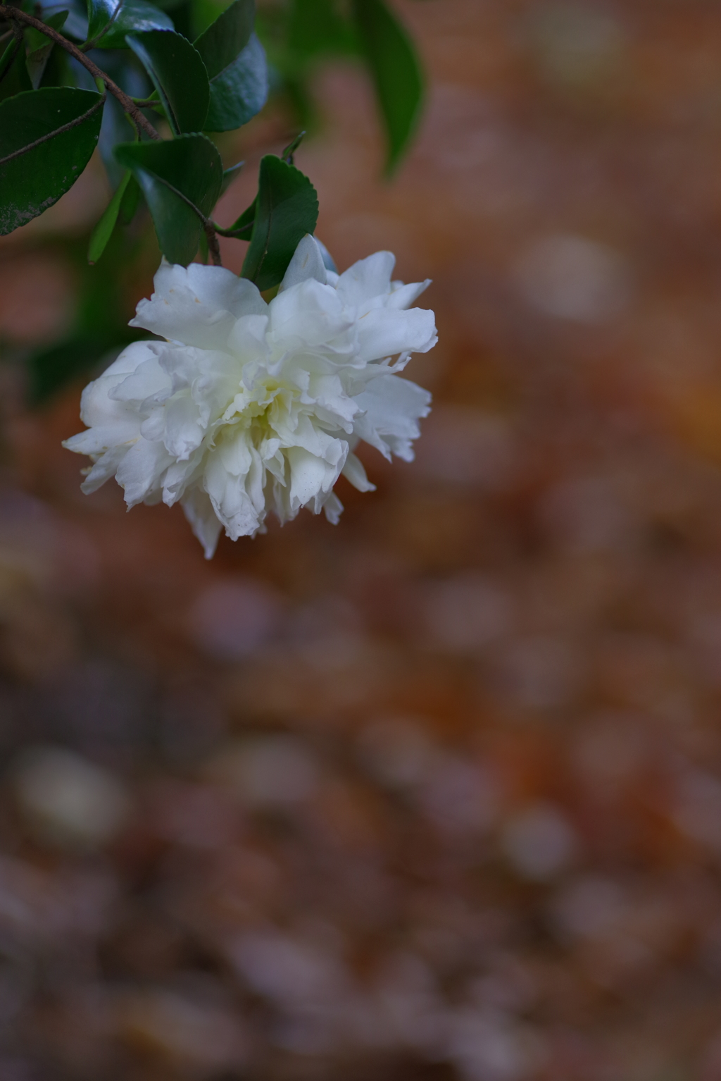 山茶花