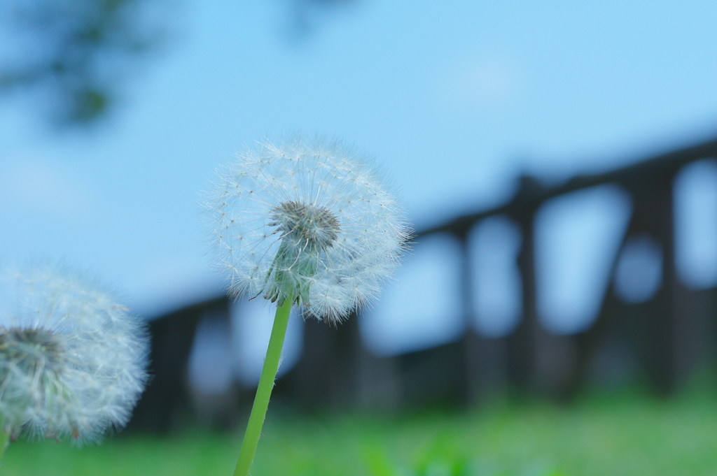 青空と綿毛