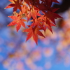 冬紅葉