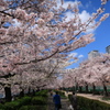 サクラストリート