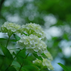 木陰の白アジサイ