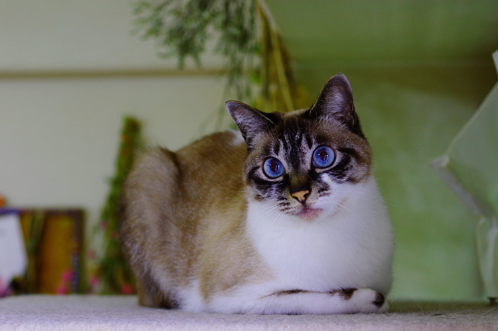 Blue Eye