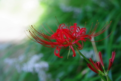 彼岸花