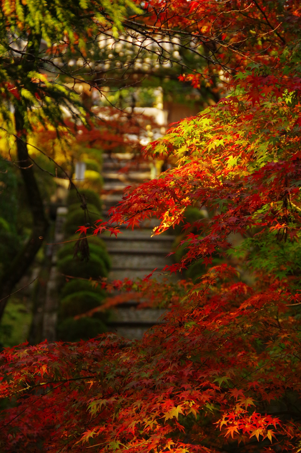 木漏れ日の紅葉