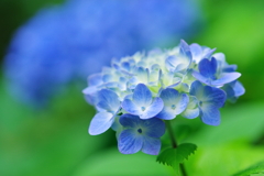 紫陽花