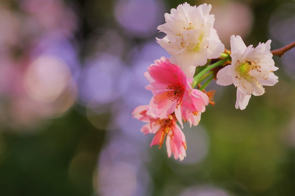 春の十月桜-2