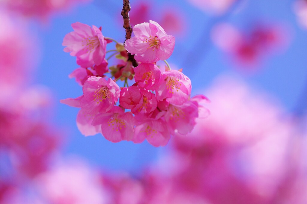 陽光桜