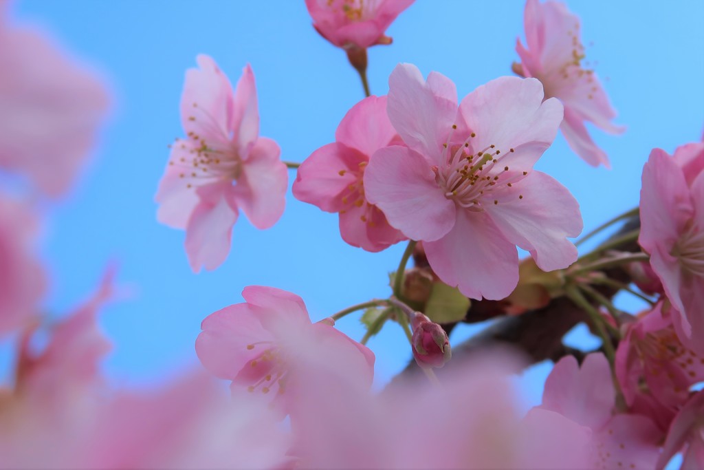 春は駆け足で・・・