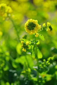 菜の花咲くころ